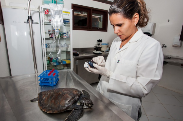 Reabilitação de tartarugas marinhas